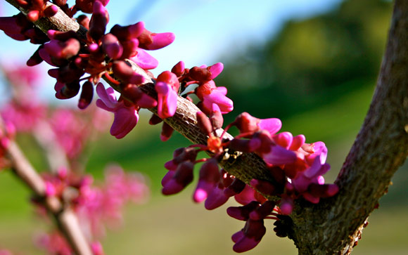 Whalebone Blossom