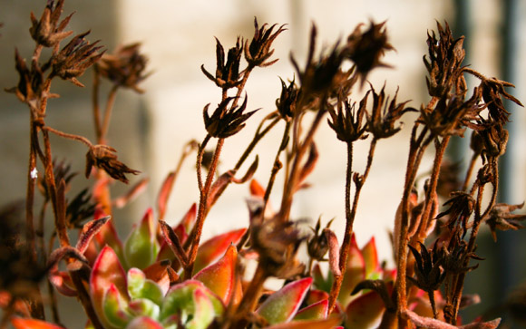 Dried Blossom Forest