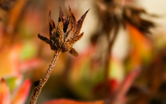 Dried Blossom