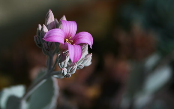 Fuchsia Blossom