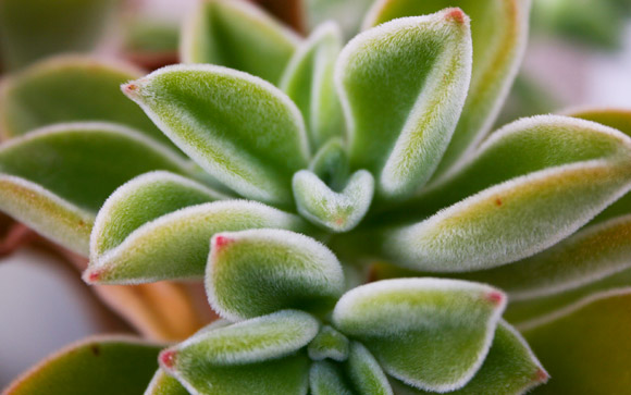 Fuzzy Leaves