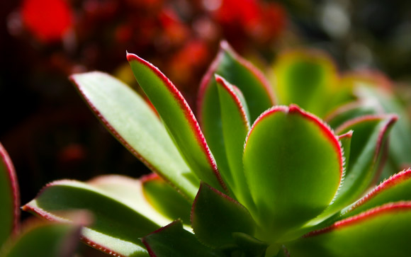 Sunlit Succulent