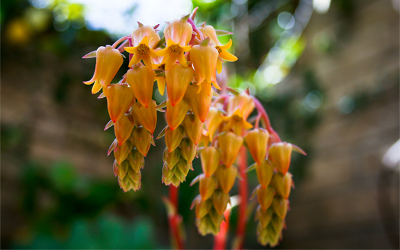 Golden Succulent Blossoms