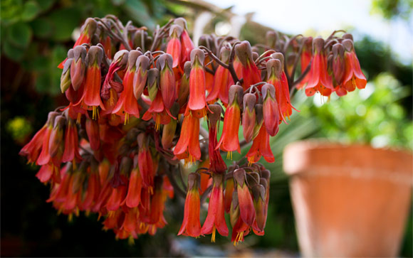 Hanging Tiger Blossoms