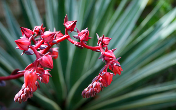 Magenta Cones