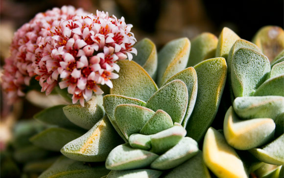 Wedge Leaves with Bouquet