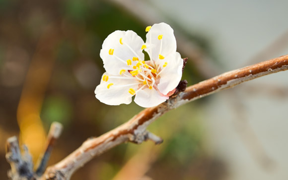 Apricot Blossom