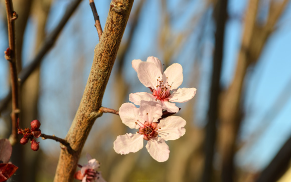 Cherry Plum Blossoms