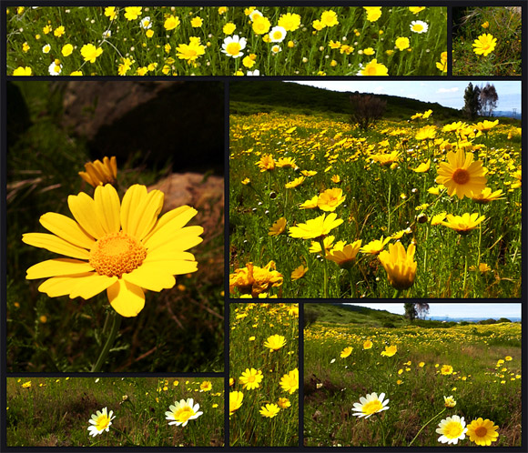 Wild Daisy Flowers