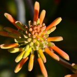 Aloe Flowers in April