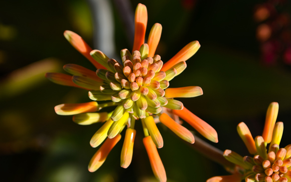 Aloe Flower