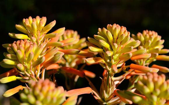 Aloe Flowers