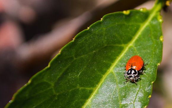 Ladybug on Nectarine Leaf