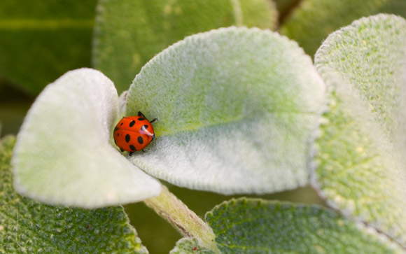 Ladybug in Sage