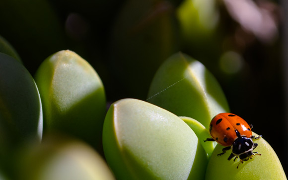 Ladybug on Succulent