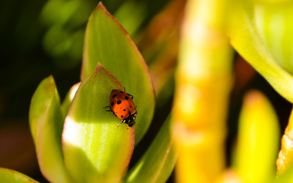 Ladybug in Sunlight