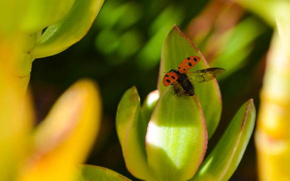 Ladybug Wings Spread