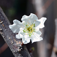 Plum Blossom Flower