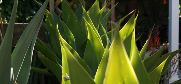 Sunlit Succulents