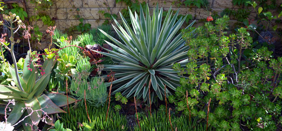 Succulent Plants with Rich Textures