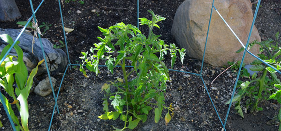 New Tomato Plants in Garden