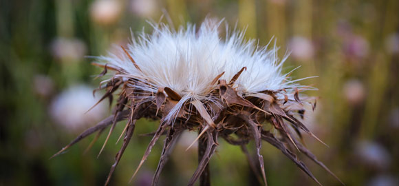 Dried Weed Flower