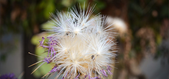 Purple Flower Late Bloom