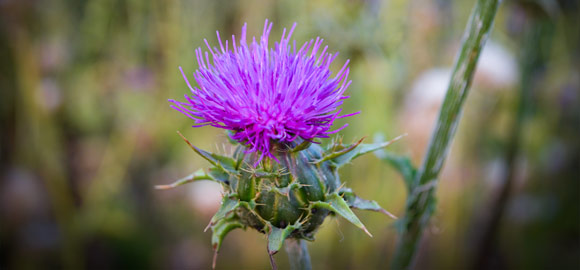 Purple Flower