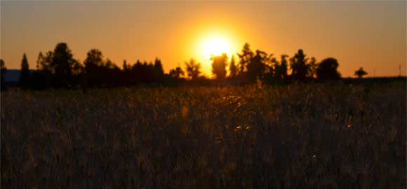 Sunset Fields Horizon