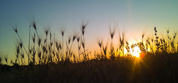 Sunset Fields