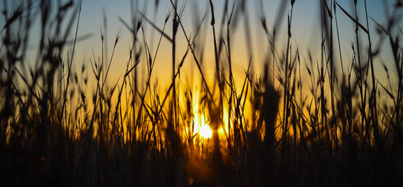 Sunset Through Fields
