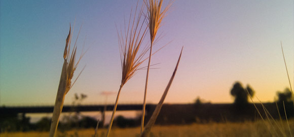 Sunset Wheat