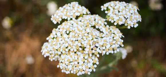 White Flowers