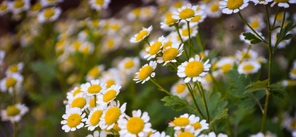 Wild Daisy Flowers