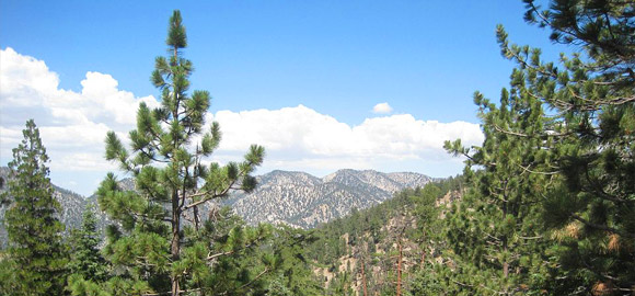 Angeles Forest Mountains