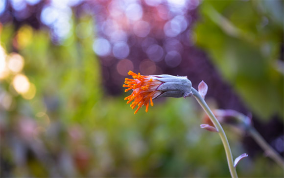 Orange Succulent Stigmas