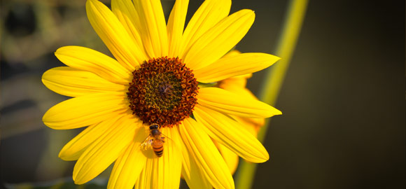 Bumble Bee Daisy