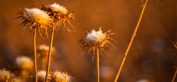 White Thistles