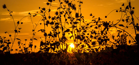 Wild Daisy Silhouette