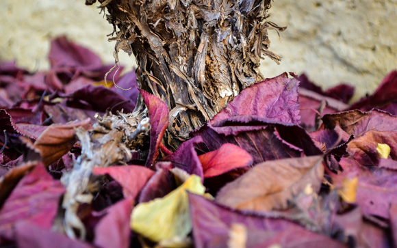 Leaves 'n' Trunk