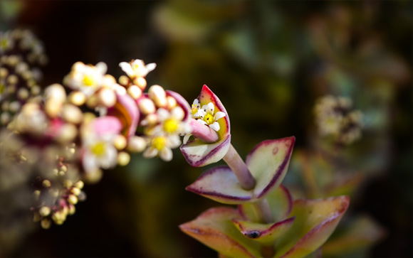 succulent-blossom