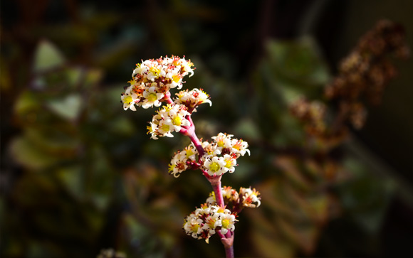 succulent-flowers