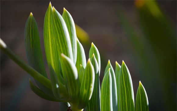 succulent-sunlight-glow