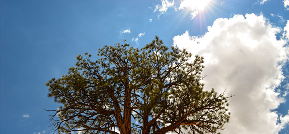 Bryce Pine Tree & Sun