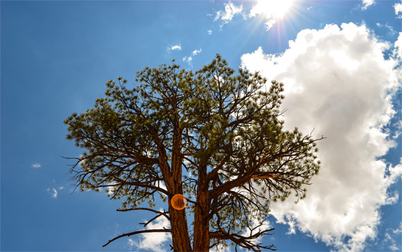 Bryce Pine Tree & Sun