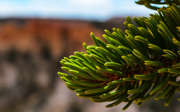 Bryce Fir Branch