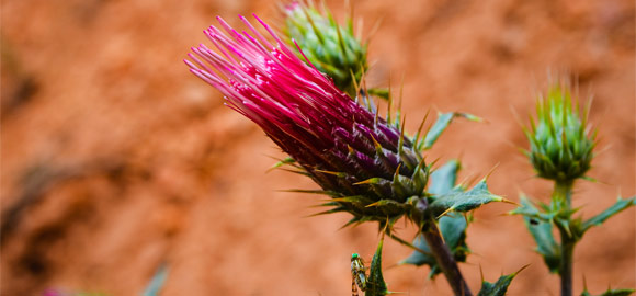 Bryce Thistle Flower and Bee