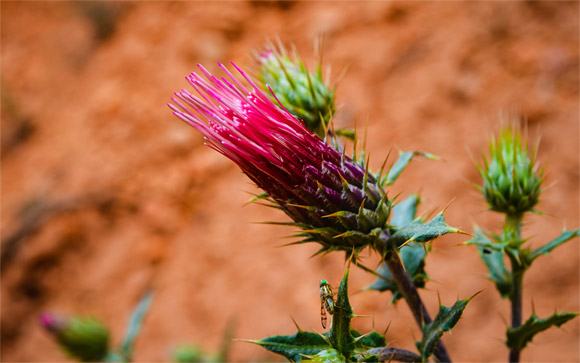 Bryce Thistle Flower and Bee