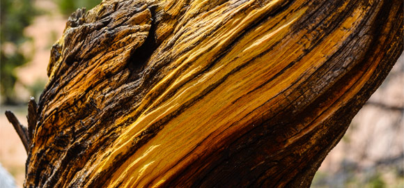 Bryce Twisted Wood