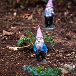 Gnomes N’ Kale